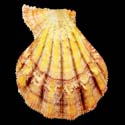 To Conchology (Manupecten pesfelis SPECIAL COLOR)