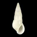 To Conchology (Rissoina spirata)
