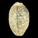 To Conchology (Nucleolaria nucleus f. madagascariensis GIANT)