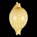 To Conchology (Pustularia cicercula takahashii)