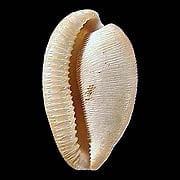To Conchology (Cypraeovula capensis capensis SINISTRAL)
