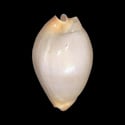 To Conchology (Zoila jeaniana aurata)