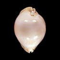 To Conchology (Zoila thersites contraria)