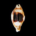 To Conchology (Bistolida stolida crossei ROSTRATE)