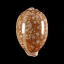 To Conchology (Callistocypraea nivosa)
