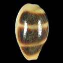 To Conchology (Palmadusta asellus asellus OVERGLAZE)
