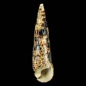 To Conchology (Pseudovertagus phylarchus)