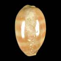 To Conchology (Lyncina carneola OVERGLAZE)