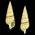 To Conchology (Rhinoclavis fasciata YELLOW)