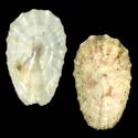 To Conchology (Scelidotoma gigas GIANT)