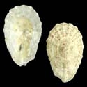 To Conchology (Scelidotoma gigas GIANT)