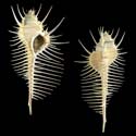 To Conchology (Murex pecten LARGE)