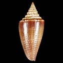 To Conchology (Calibanus furvus YOUNG)