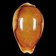 To Conchology (Neobernaya spadicea RUSTY)