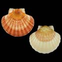 To Conchology (Pecten maximus SPECIAL COLOR)