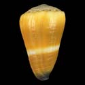 To Conchology (Virgiconus flavidus YELLOW)