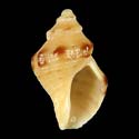 To Conchology (Phycothais reticulata)