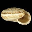 To Conchology (Helicella stiparum)