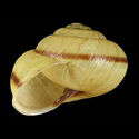 To Conchology (Euhadra quaesita quaesita)