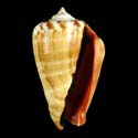 To Conchology (Conomurex luhuanus BANDED)