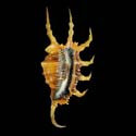 To Conchology (Lambis scorpius scorpius SPECIAL COLOR)