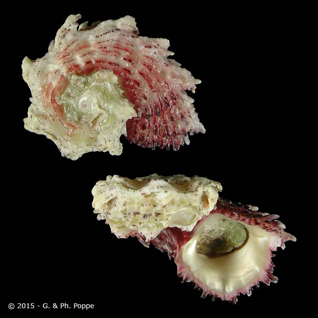 Shell Encyclopedia - Conchological MegaDatabase Iconographic Overview ...
