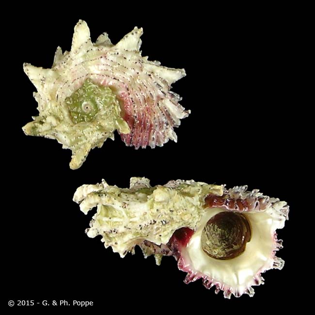 Shell Encyclopedia - Conchological MegaDatabase Iconographic Overview ...