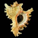 To Conchology (Chicoreus ramosus YELLOW)
