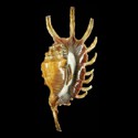 To Conchology (Lambis millepeda LONG SPINES)