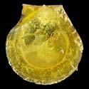 To Conchology (Palliolum minutulum YELLOW)