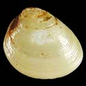 To Conchology (Nucula proxima)