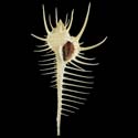 To Conchology (Murex pecten DWARF)