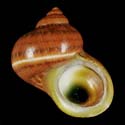 To Conchology (Turbo petholatus SPECIAL COLOR)