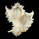 To Conchology (Chicoreus ramosus GIANT)