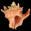 To Conchology (Babelomurex purpuratus ORANGE)
