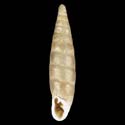 To Conchology (Clausilia rugosa penchinati)