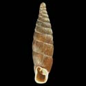 To Conchology (Macrogastra tumida)