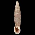 To Conchology (Incania crossei)
