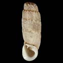 To Conchology (Steeriana cajamarcana solutilabrum)