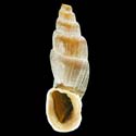 To Conchology (Zilchiella grandiportus)