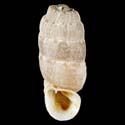 To Conchology (Steeriana malleolata)