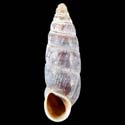To Conchology (Parabalea bicolor bicolor)
