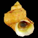 To Conchology (Turbo chrysostomus ORANGE)