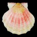 To Conchology (Flexopecten glaber RED)