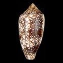 To Conchology (Cylinder canonicus LARGE)