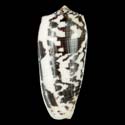 To Conchology (Pionoconus striatus striatus LARGE)