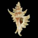 To Conchology (Timbellus vespertilio SPECIAL COLOR)
