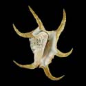 To Conchology (Harpago chiragra WHITE)
