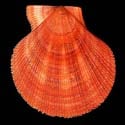 To Conchology (Chlamys islandica RED)