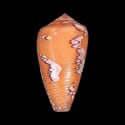 To Conchology (Darioconus behelokensis SPECIAL COLOR)